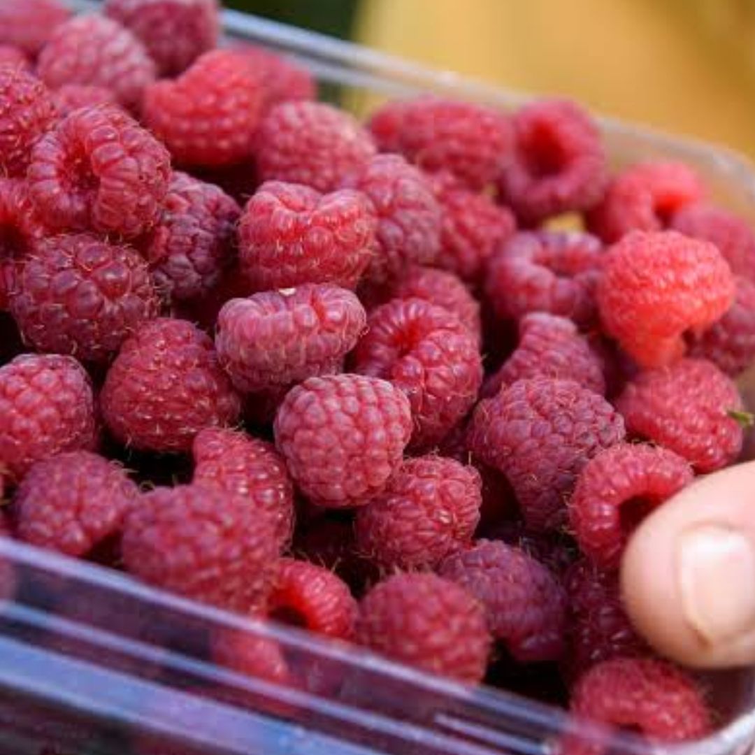 Frutos rojos. Foto: Reuters/ Archivo